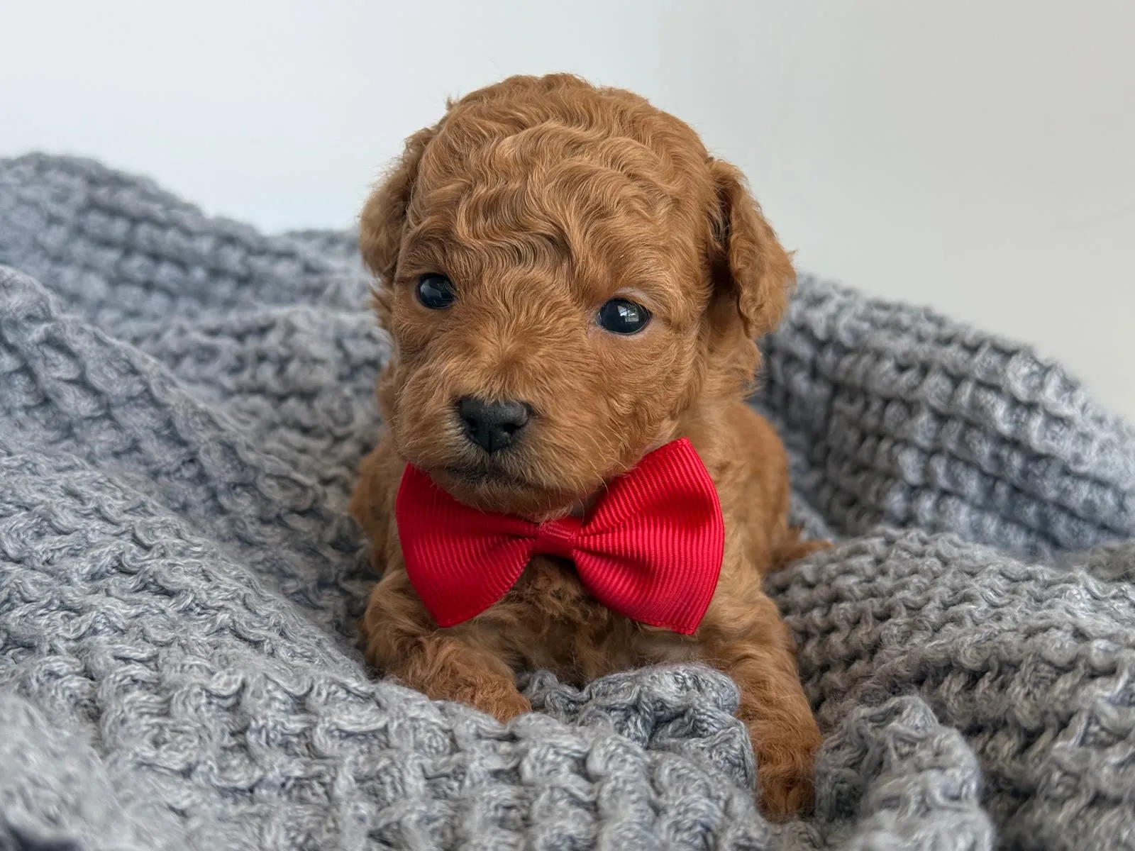 A-Red Boy