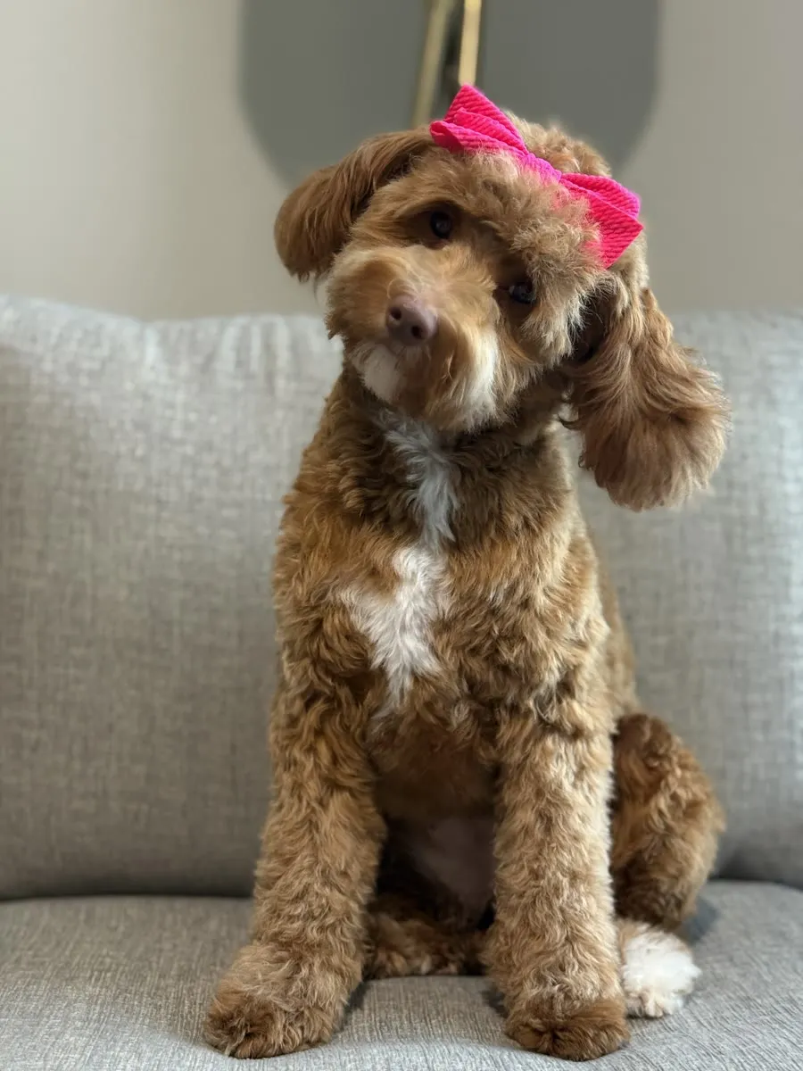 Addie, mother of this micro Goldendoodle litter at Texas Goldendoodle Lovers