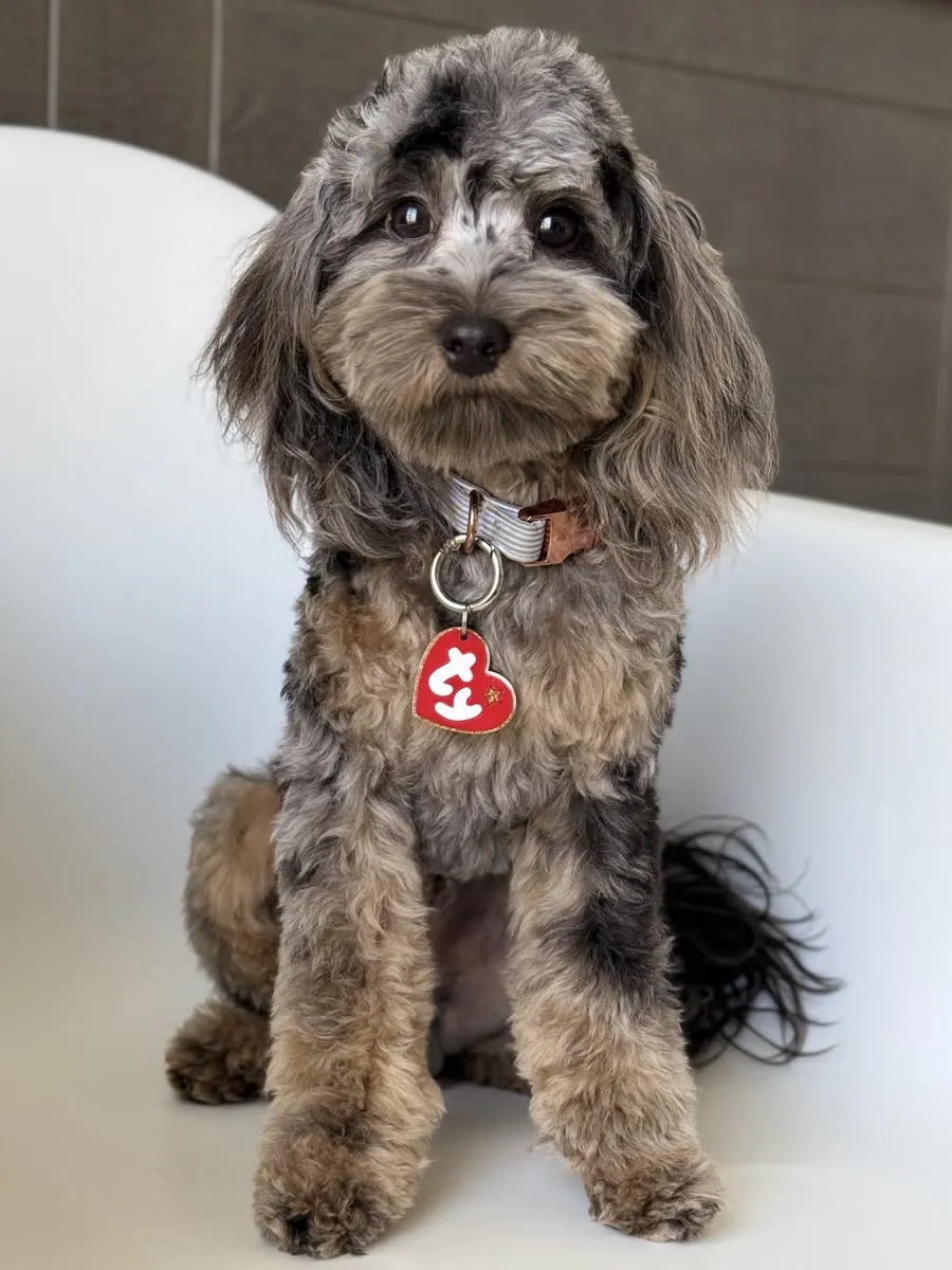 Yogi, father of this micro Goldendoodle litter at Texas Goldendoodle Lovers