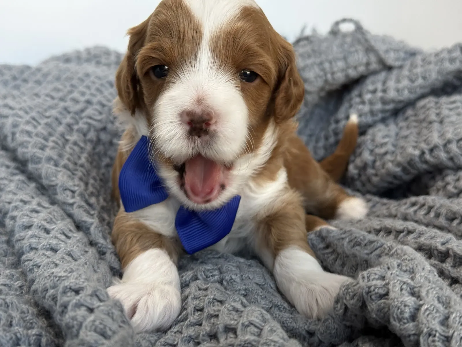 L-Blue Boy micro Goldendoodle puppy photo
