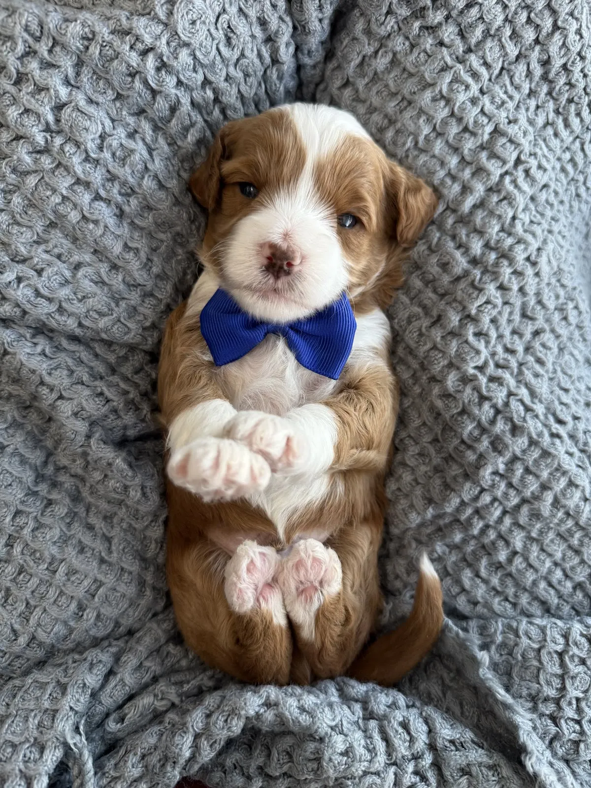 L-Blue Boy multigen micro Goldendoodle puppy from Texas Goldendoodle Lovers in Dallas, Texas