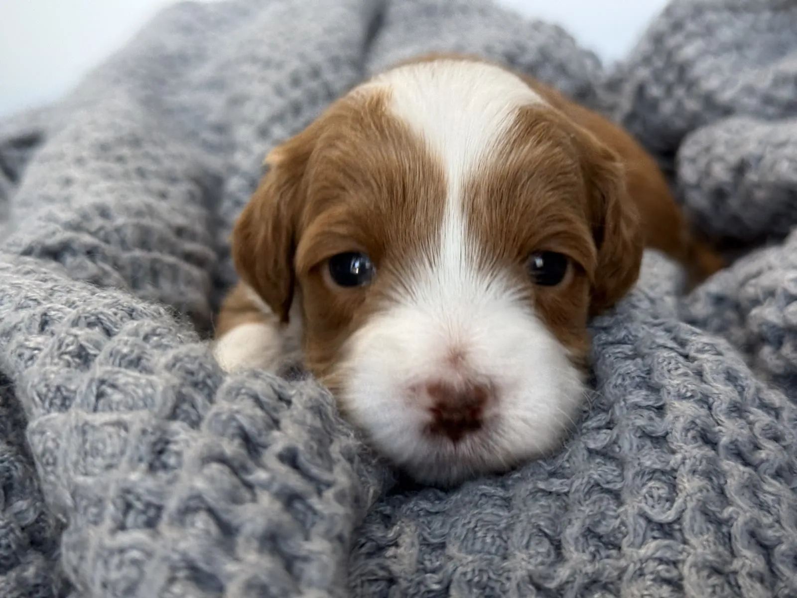 L-Blue Boy micro Goldendoodle puppy photo