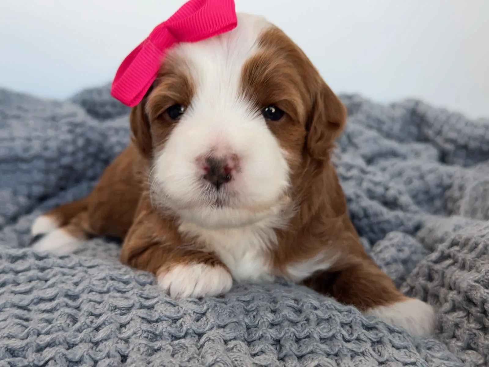 L-Pink Girl micro Goldendoodle puppy photo