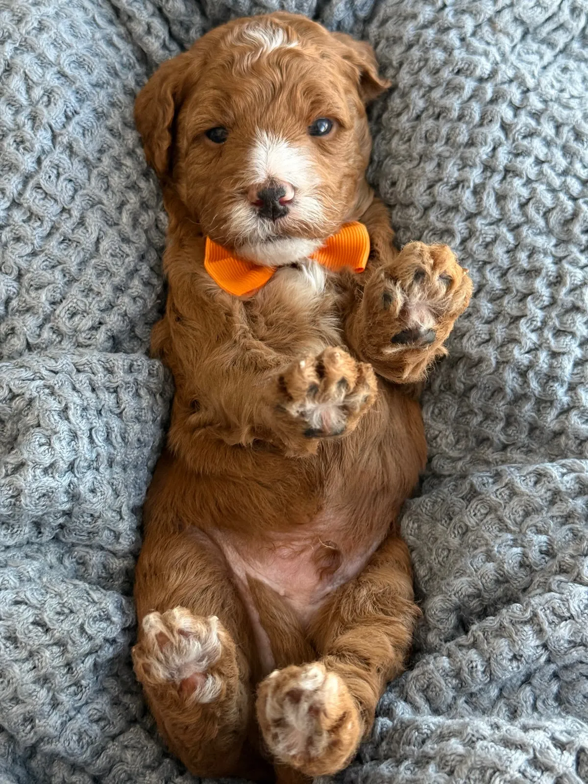 L-Red Boy micro Goldendoodle puppy photo