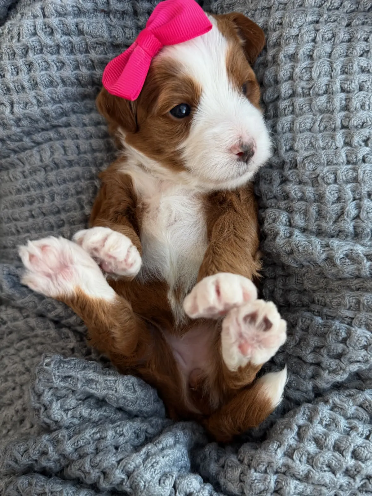 L-Pink Girl multigen micro Goldendoodle puppy from Texas Goldendoodle Lovers in Dallas, Texas