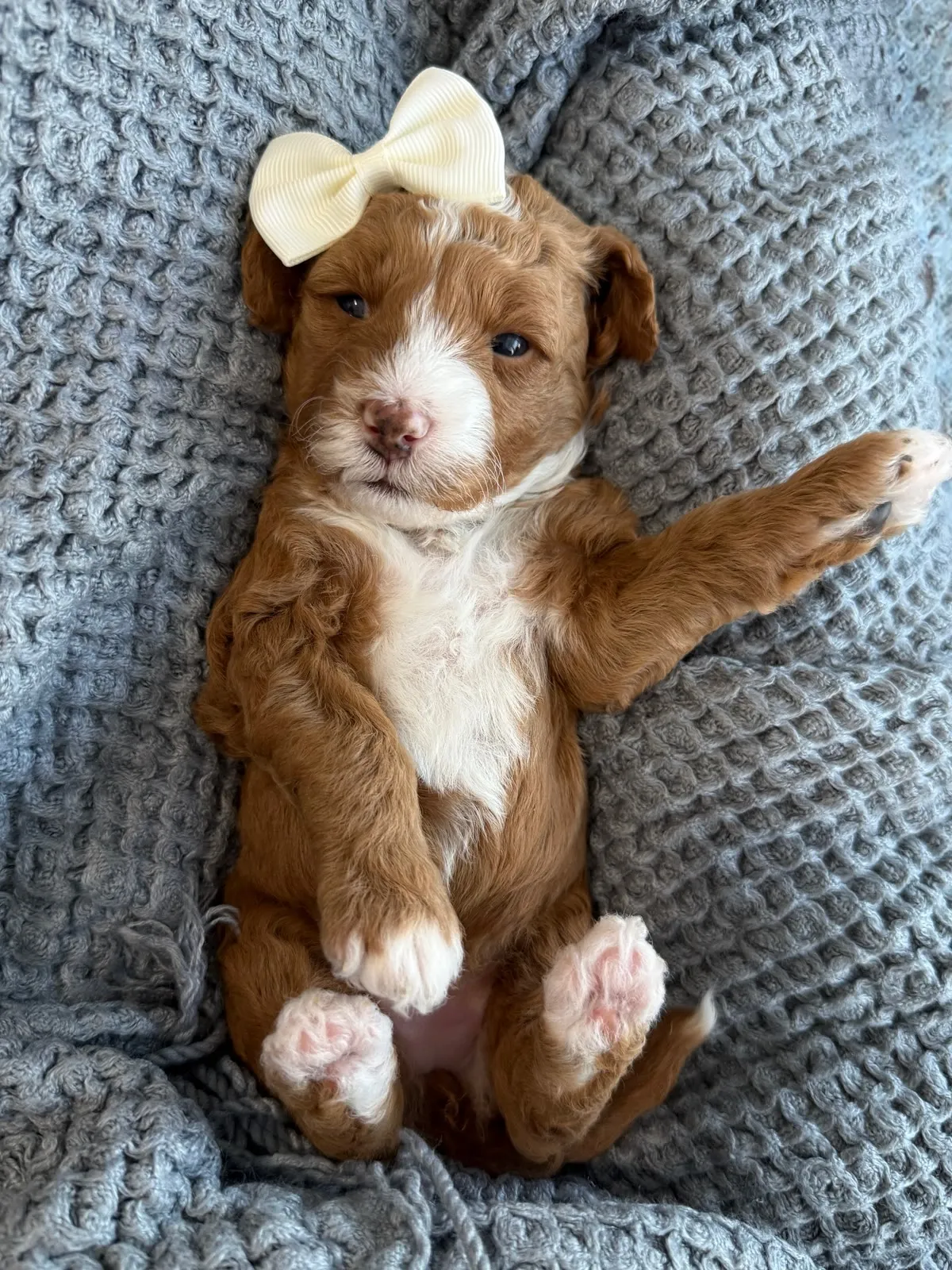 L-Peach Girl multigen micro Goldendoodle puppy from Texas Goldendoodle Lovers in Dallas, Texas