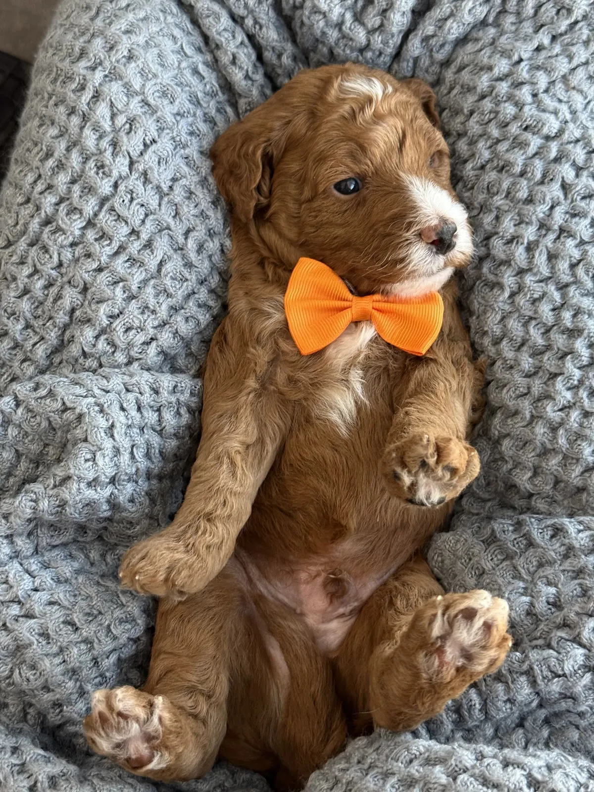 L-Red Boy red multigen micro Goldendoodle puppy from Texas Goldendoodle Lovers in Dallas, Texas