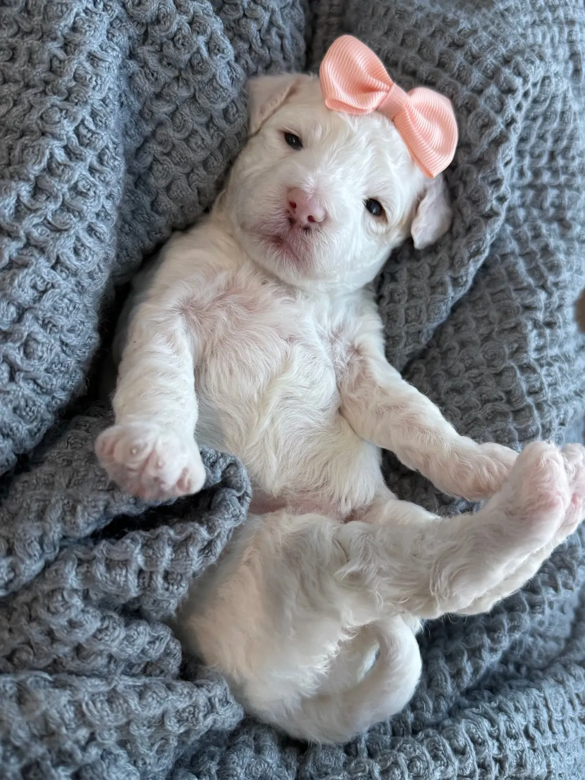 L-Coconut Vanilla cream multigen micro Goldendoodle puppy from Texas Goldendoodle Lovers in Dallas, Texas