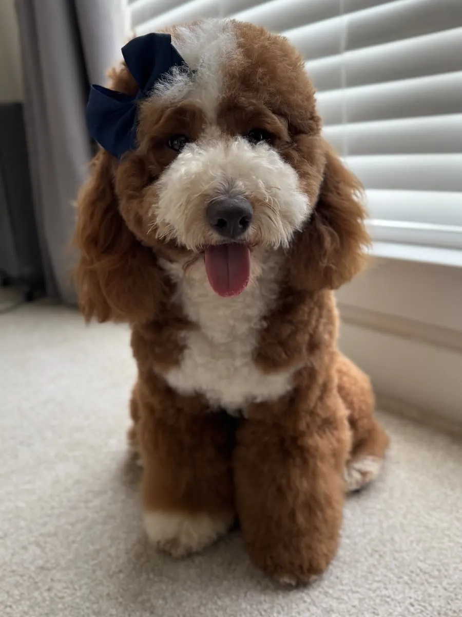 Leah, mother of this micro Goldendoodle litter at Texas Goldendoodle Lovers