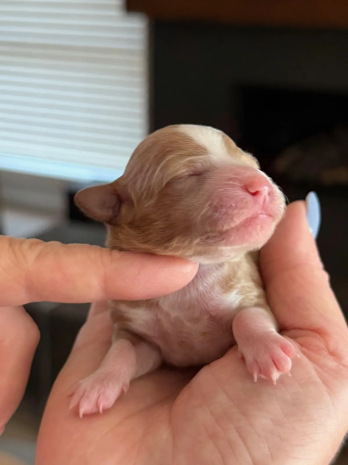New Micro Goldendoodle Litter: Lacey & Ringo