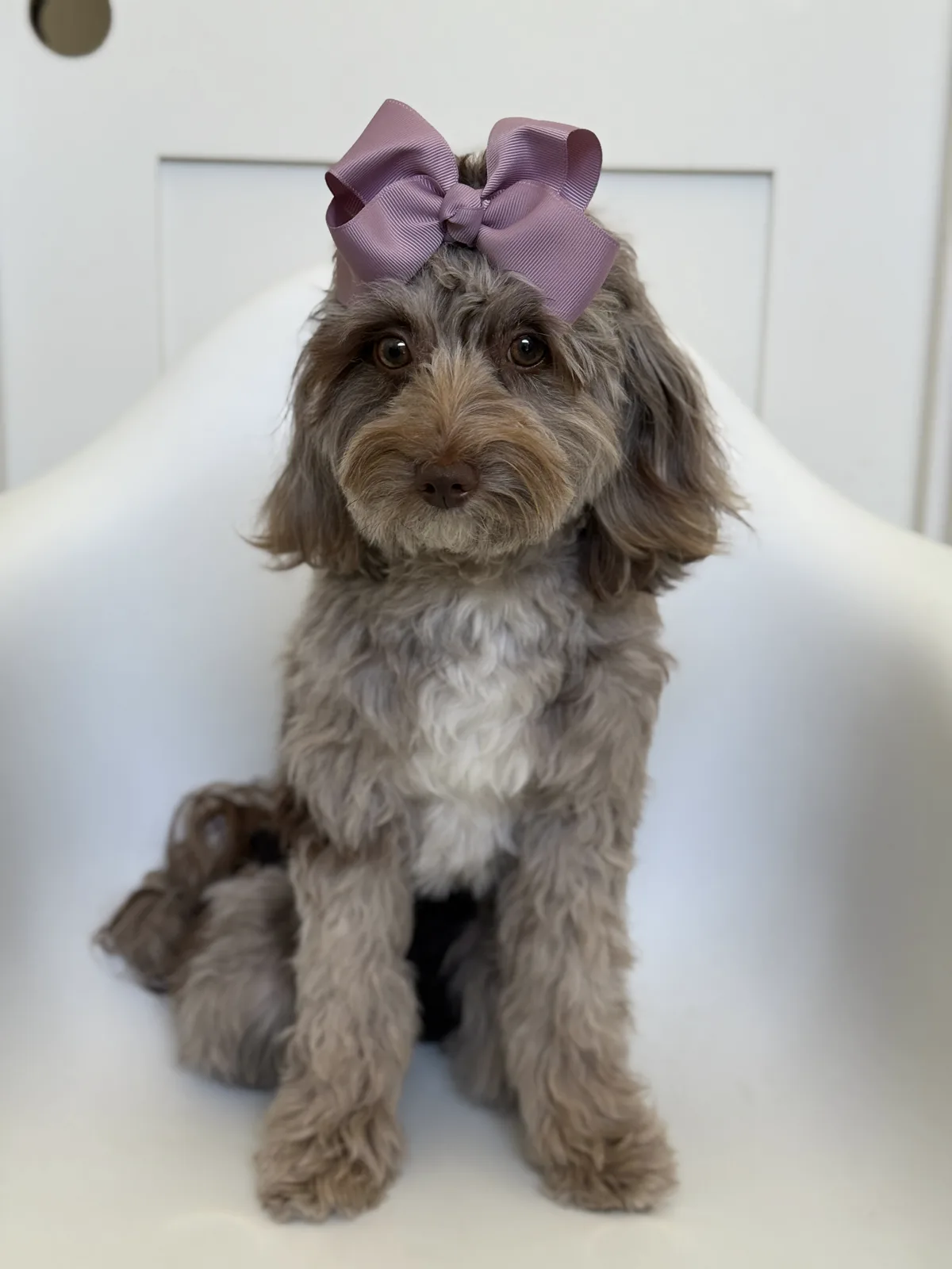Lacey, mother of this micro Goldendoodle litter at Texas Goldendoodle Lovers