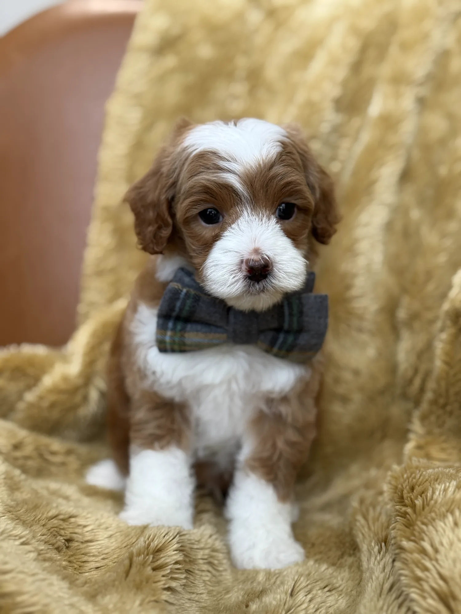 L-Blue Boy multigen micro Goldendoodle puppy from Texas Goldendoodle Lovers in Dallas, Texas