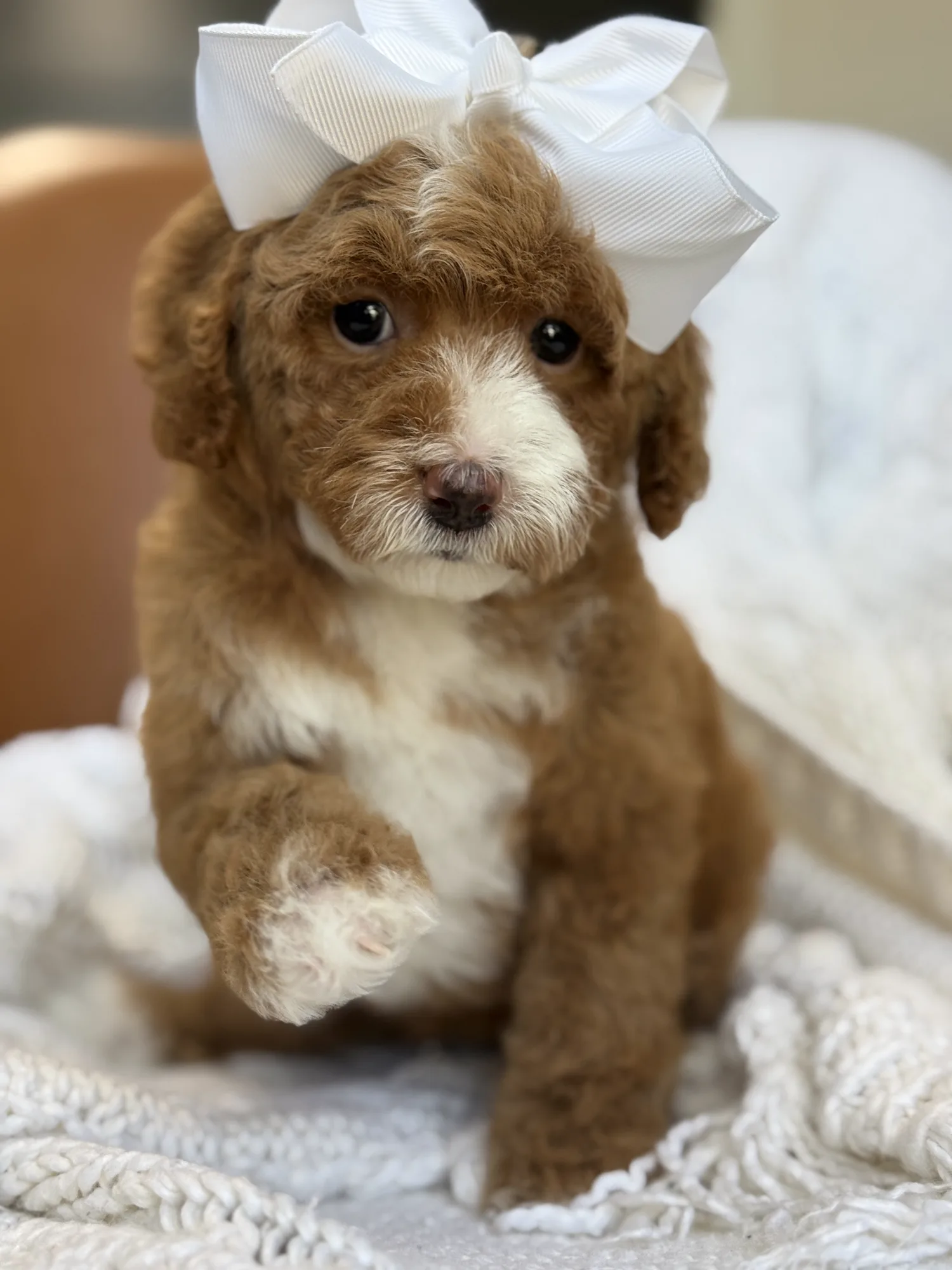 Birthday Surprise: Gifting a Goldendoodle Puppy