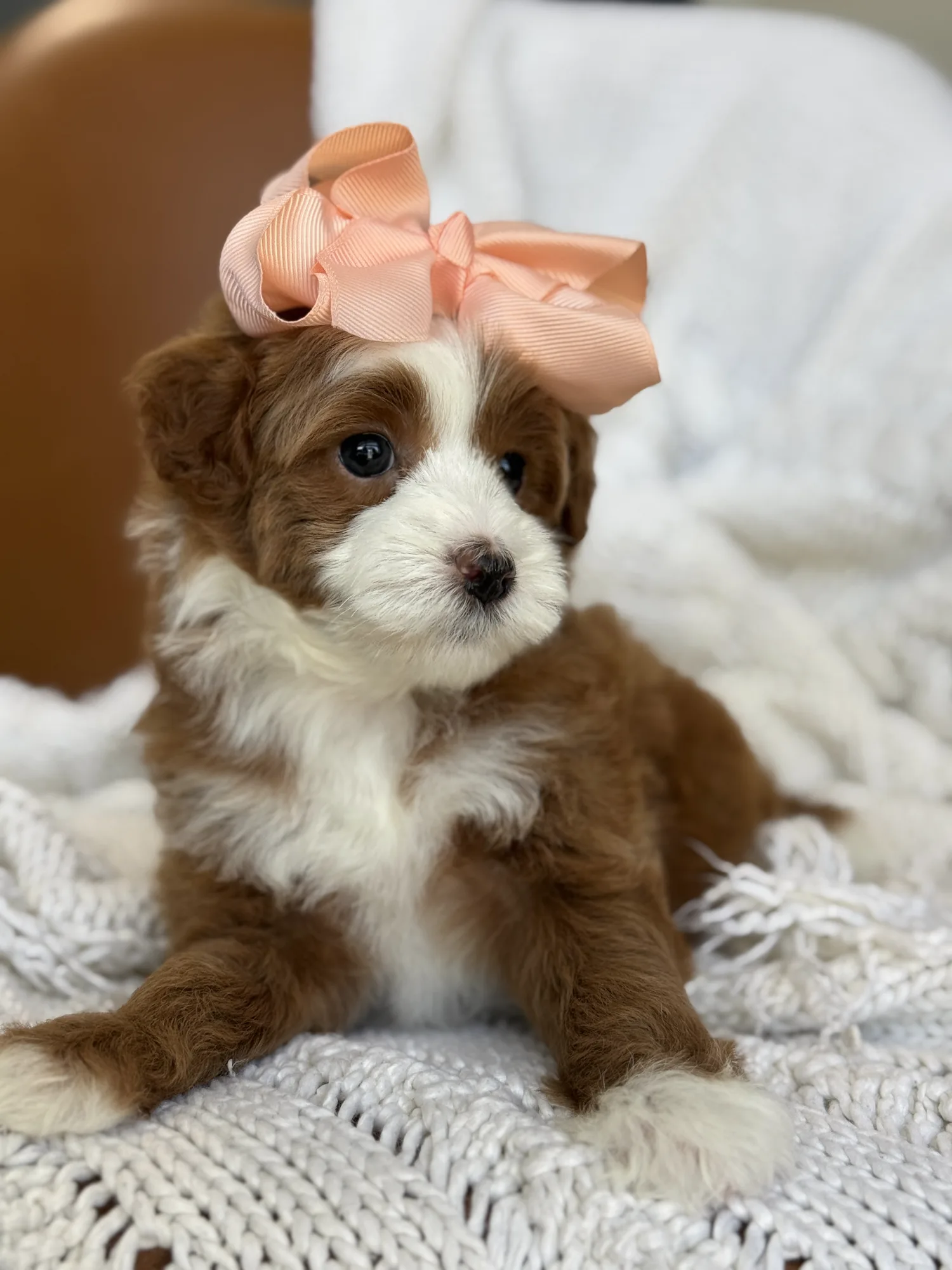 L-Pink Girl multigen micro Goldendoodle puppy from Texas Goldendoodle Lovers in Dallas, Texas