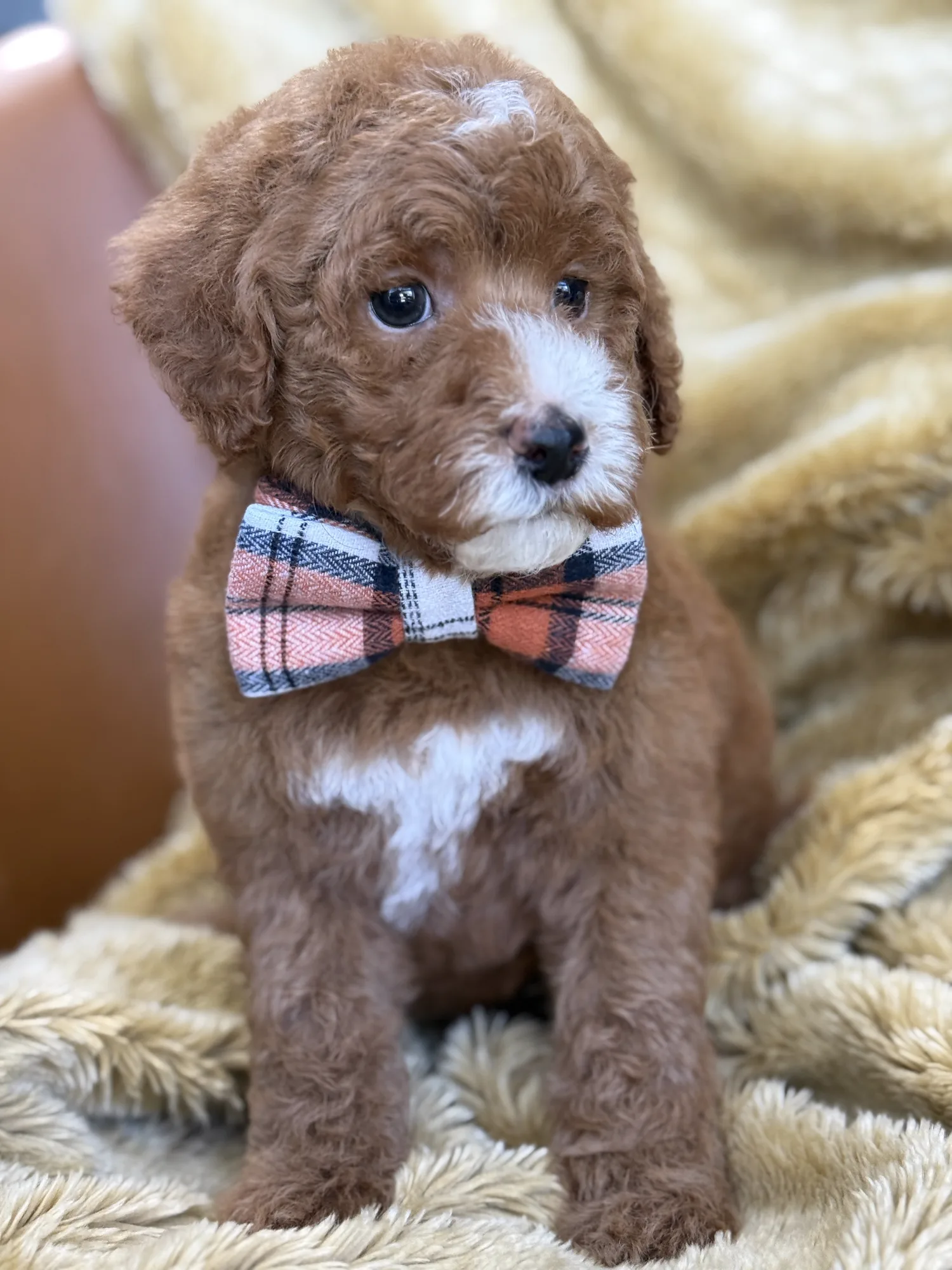 L-Red Boy red multigen micro Goldendoodle puppy from Texas Goldendoodle Lovers in Dallas, Texas