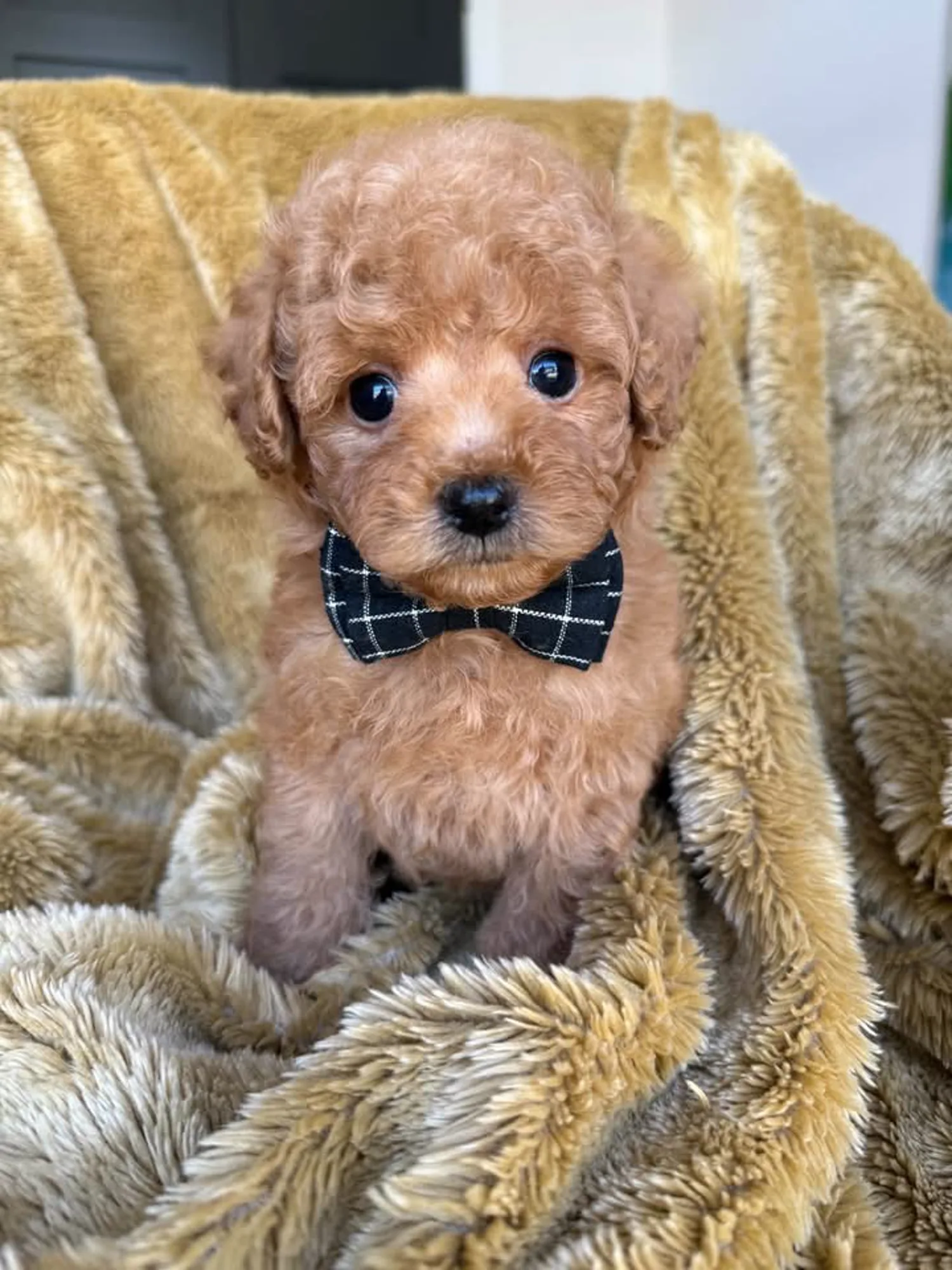 A-Red Boy multigen micro Goldendoodle puppy from Texas Goldendoodle Lovers in Dallas, Texas