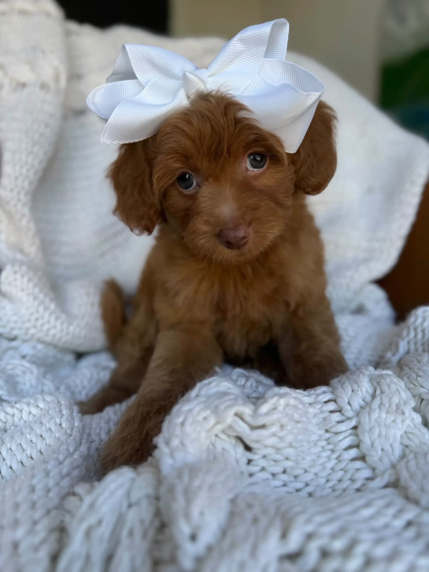 A-Peach Girl multigen micro Goldendoodle puppy from Texas Goldendoodle Lovers in Dallas, Texas