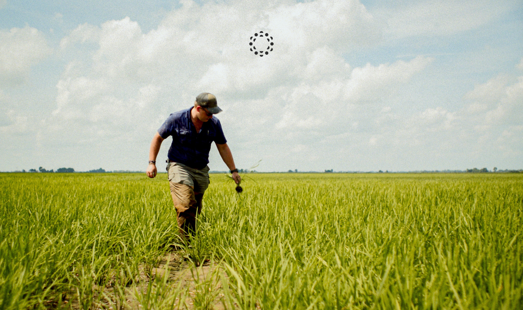 Why we're paying people to grow rice differently