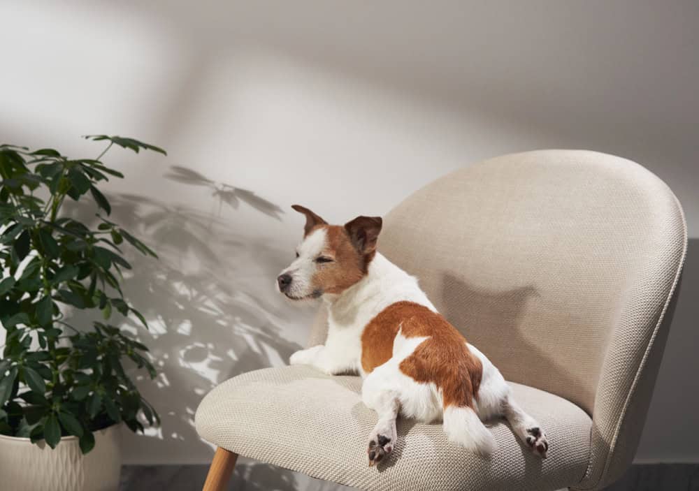 dog on clean couch after cleaning provided by nice to be clean in edmonton alberta