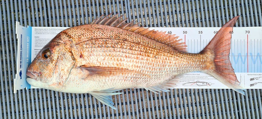 Snapper on a measure