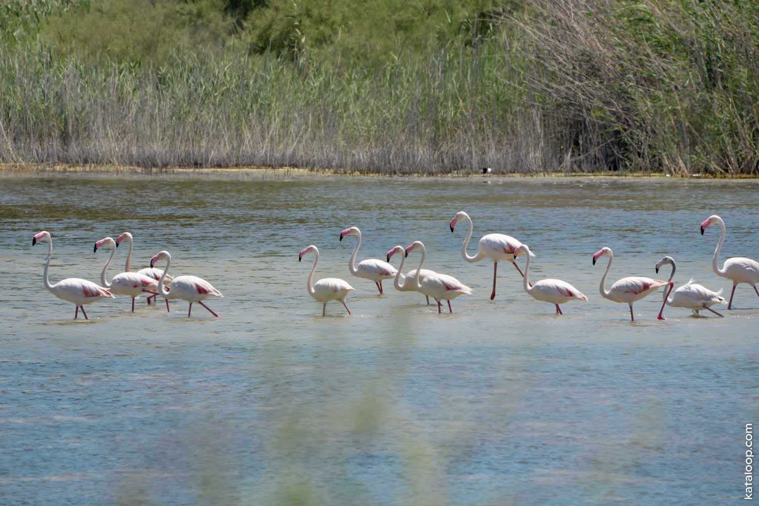 Eine Gruppe Flamingos watet durch das Psalidi Wetlands auf Kos.