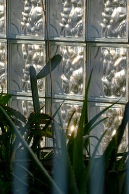 Sonnenlicht durch Glasbausteine und Pflanzen