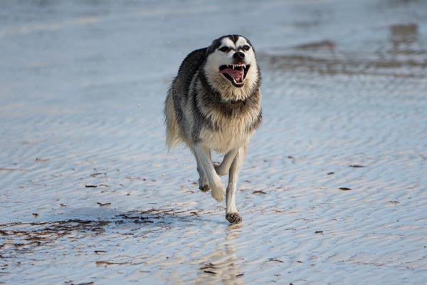 Sibirischer Husky läuft auf nassem Sand