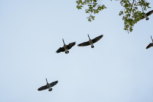 Kanadagänse im Flug vor klarem Himmel
