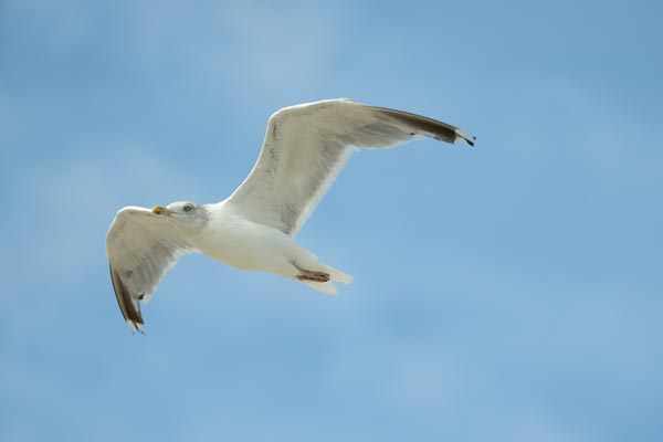 Elegante Möwe gleitet im klaren blauen Himmel