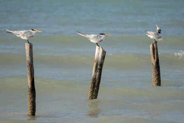 Königsscharben auf Holzpfählen am Meer