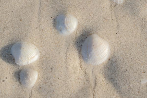 Muscheln auf sandiger Strandoberfläche