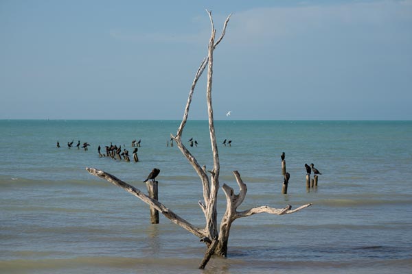 Kormorane auf Holzpfählen am Meer