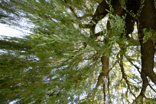 Gottesanbeterin auf Weidenzweig