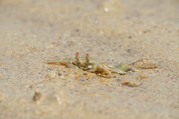 Ghost crab on sandy beach