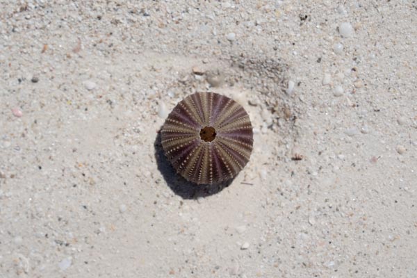 Seeigelschale auf Sandstrand