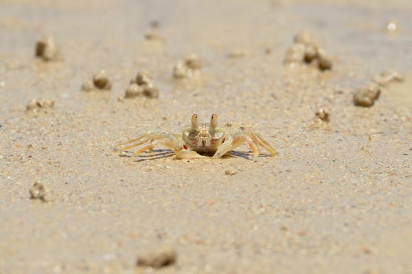 Ghost crab on sandy beach