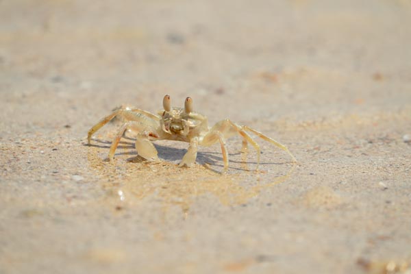 Ghost crab on sandy beach