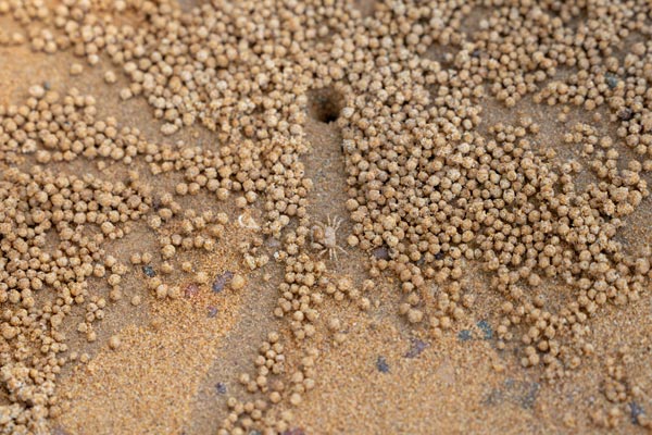 Sand bubbler crab on sandy beach