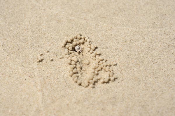 Kleine Krabbe auf Sandstrand mit Sandkugeln