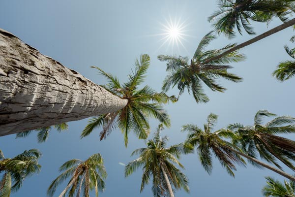 Palmen unter einem strahlend blauen Himmel