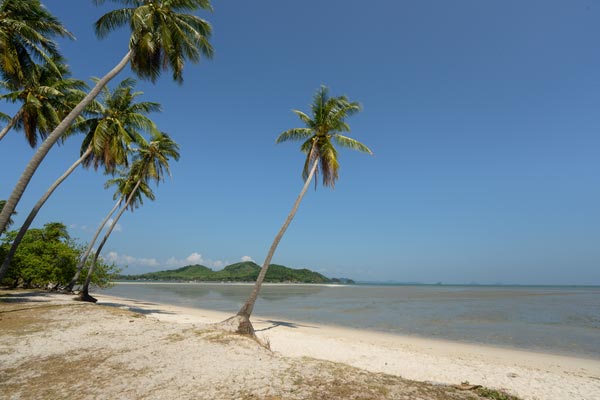 Tropischer Strand mit Kokospalmen