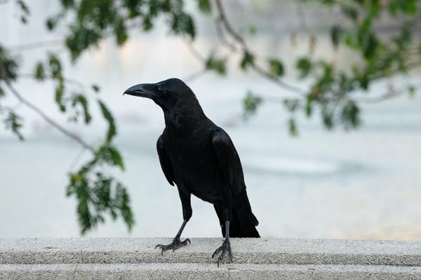Black crow perched in Lumphini Park