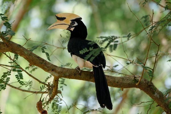 Oriental pied hornbill perched on a tree branch