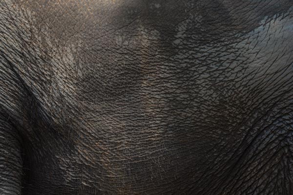 Close-up of elephant skin texture