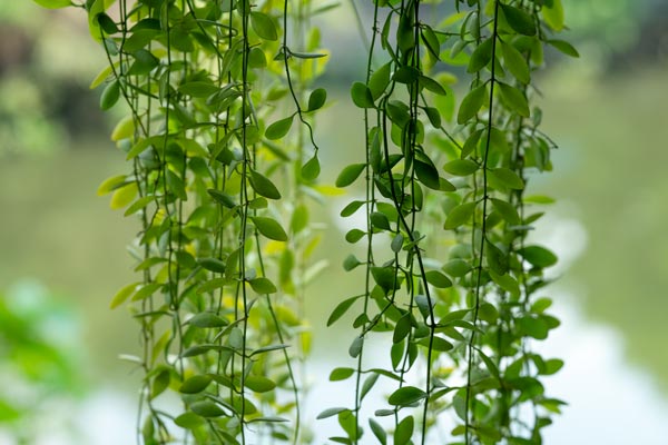 Lush green hanging vines in natural setting