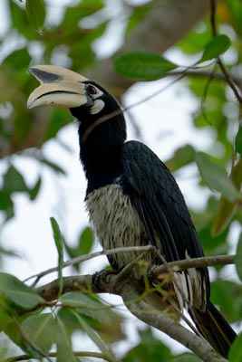 Oriental pied hornbill perched on a branch