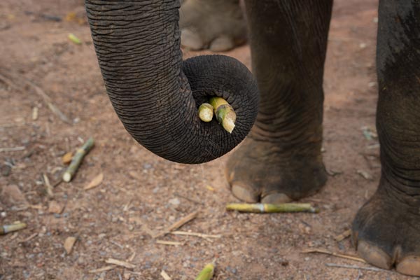 Elephant trunk holding sugarcane on dirt ground