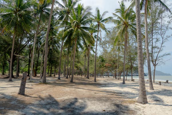 Palm trees lining Laem Sala Beach in Thailand