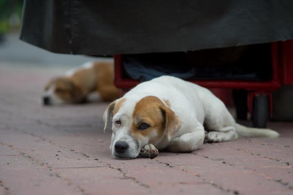 Straßenhunde ruhen auf Gehweg in Hanoi