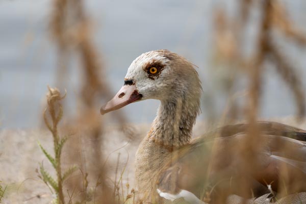 Nilgans im trockenen Gras am Ufer